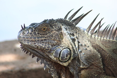 Iguana iguana