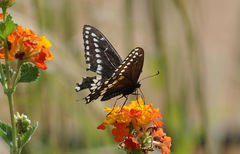 Papilio polyxenes