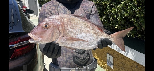 Canarische tandbrasem (Dentex canariensis) — Sparidae — 3