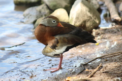 Dendrocygna autumnalis