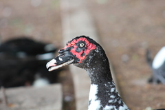 Cairina moschata domestica