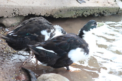 Anas platyrhynchos domesticus