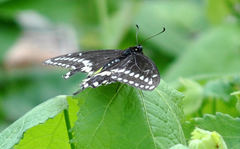 Papilio polyxenes