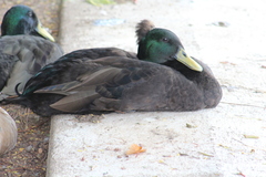 Anas platyrhynchos domesticus