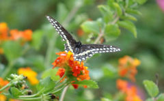 Papilio polyxenes