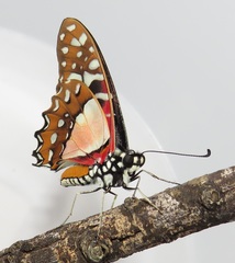 Graphium angolanus angolanus
