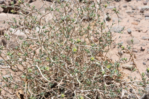 Gymnocarpos decander
