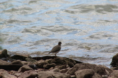 Actitis macularius