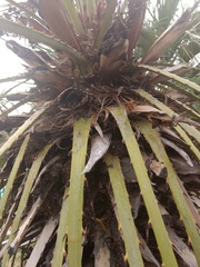 Polistes apachus apachus