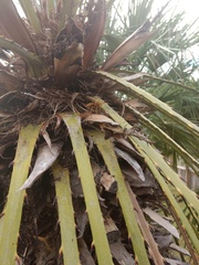 Polistes apachus apachus