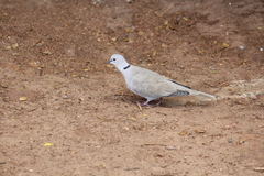Streptopelia decaocto