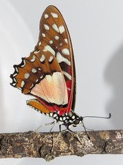 Graphium angolanus angolanus