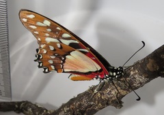 Graphium angolanus angolanus