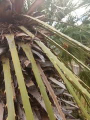 Polistes apachus apachus