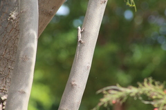 Sceloporus clarkii