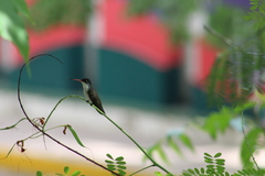 Leucolia violiceps