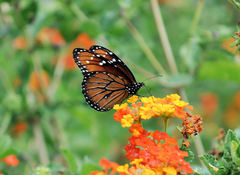 Danaus gilippus