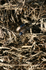 Melinopterus prodromus