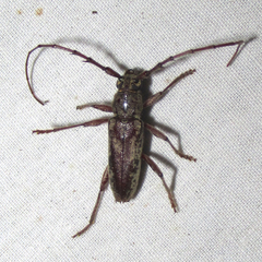 Elaphidion linsleyi