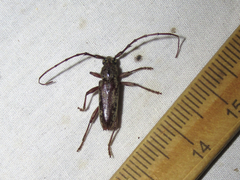 Elaphidion linsleyi