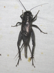 Gryllus texensis