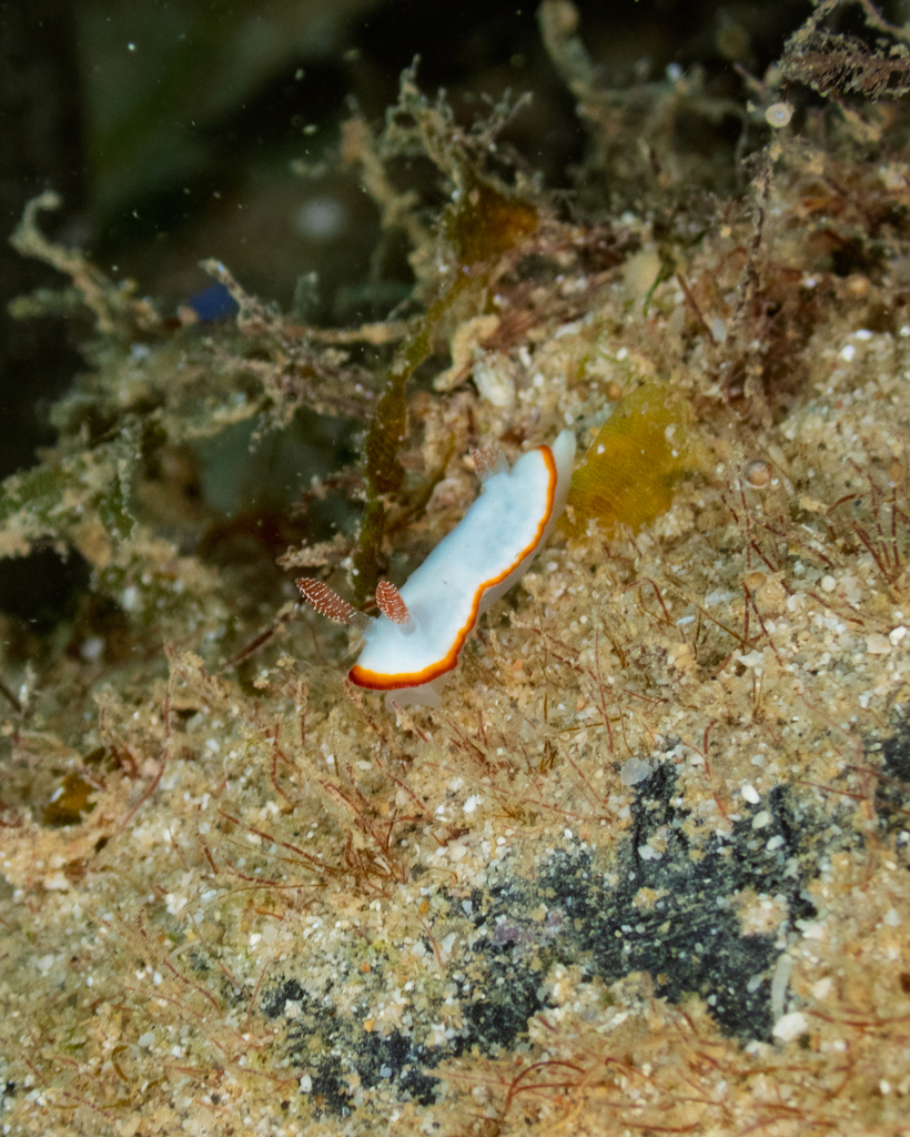Pink-eared Rainbow Dorid