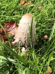 Coprinus comatus