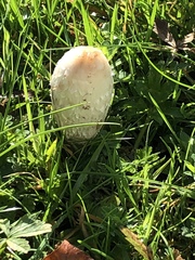 Coprinus comatus