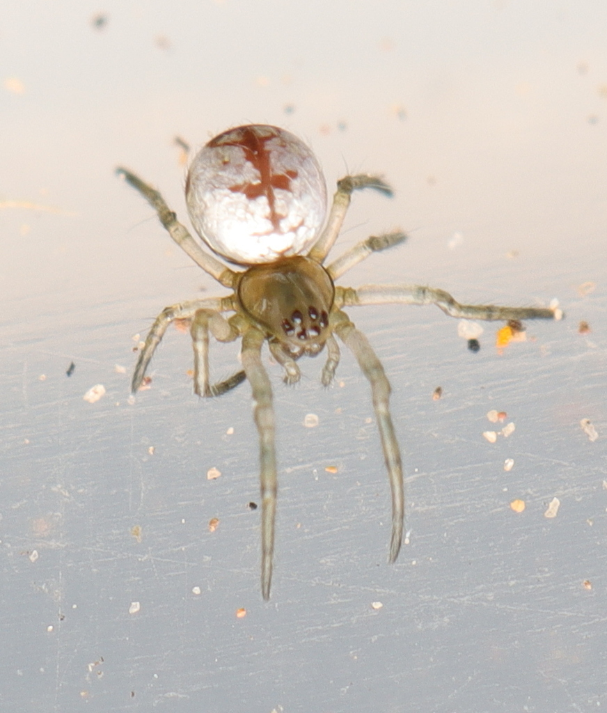 Leucauge fishoekensis