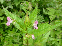 Impatiens chungtienensis