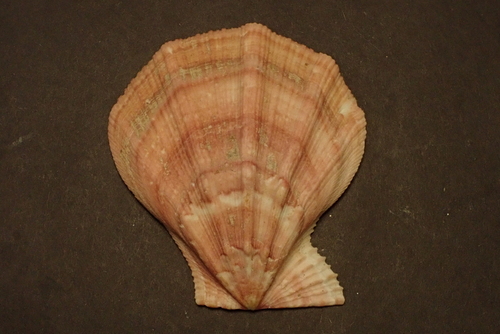 Swift's Scallop