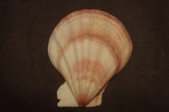 Swiftopecten swiftii