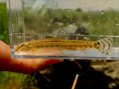 Ariake Stripe Spined Loach photo 3