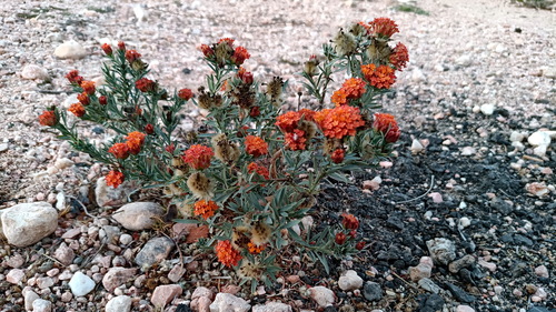 Somali Curryflower