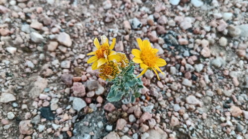 cowpen daisy