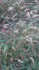 Setaria viridis viridis