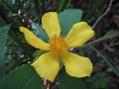 Hibbertia scandens