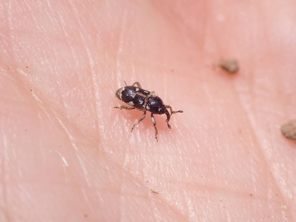 Eremobaris picturata
