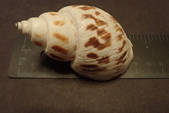 Babylonia areolata