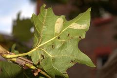Phyllonorycter platani