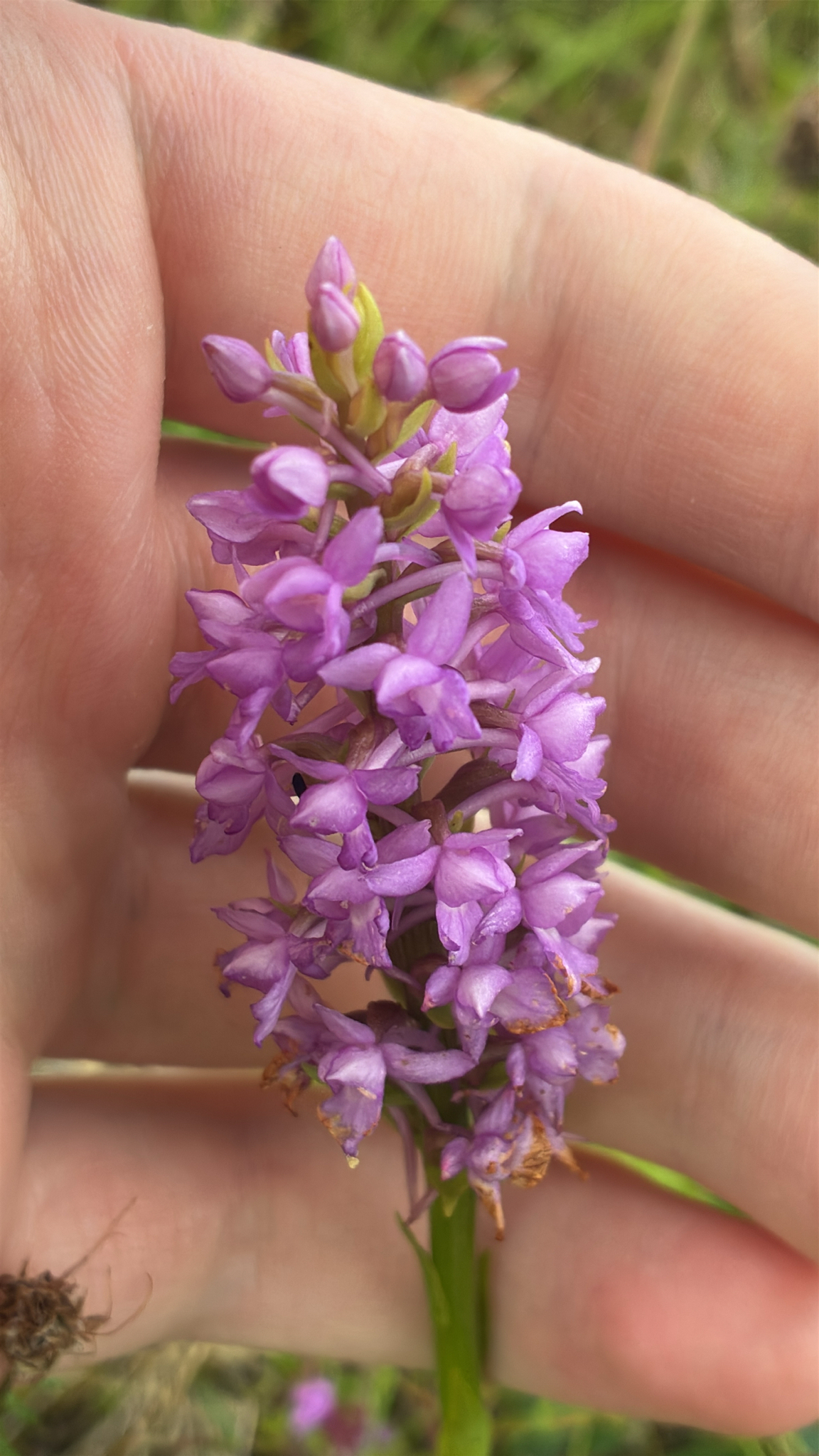 Heath Fragrant Orchid (Gymnadenia borealis)