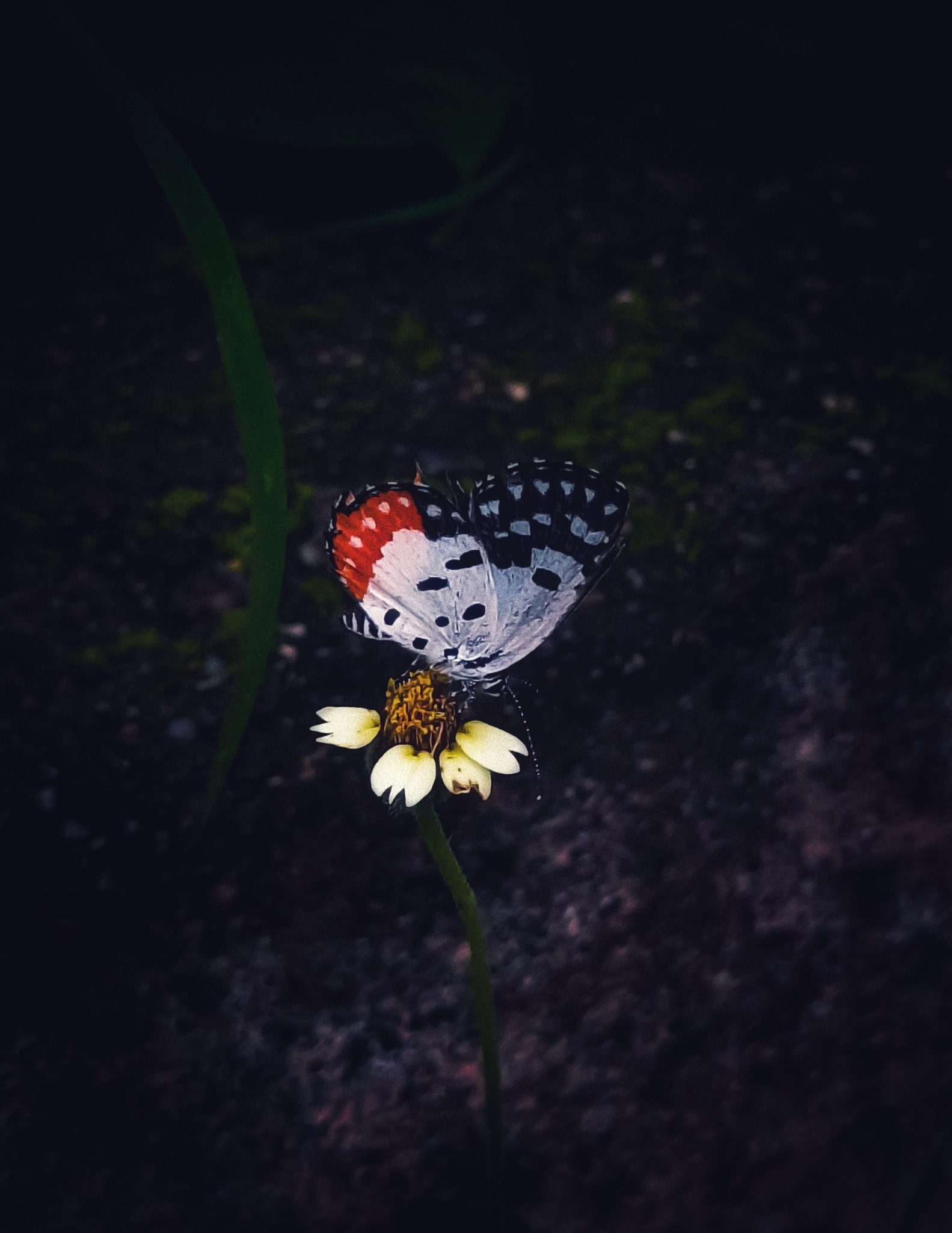 Red Pierrot