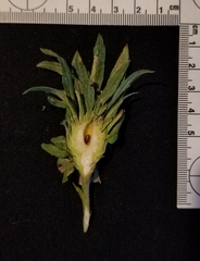 Procecidochares atra