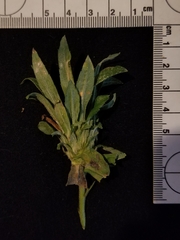 Procecidochares atra