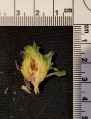 Procecidochares atra