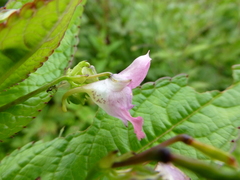 Impatiens chungtienensis