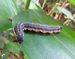 Isognathus allamandae