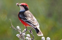 Epthianura tricolor