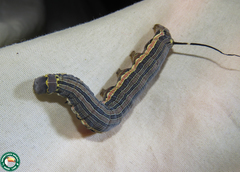 Isognathus allamandae