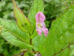 Impatiens chungtienensis